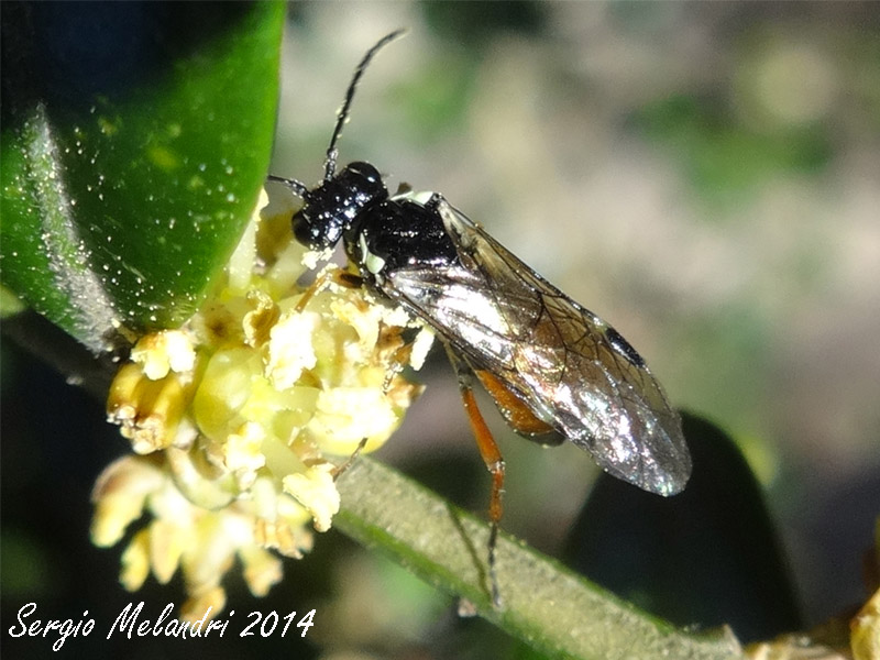 Aglaostigma cfr. aucupariae